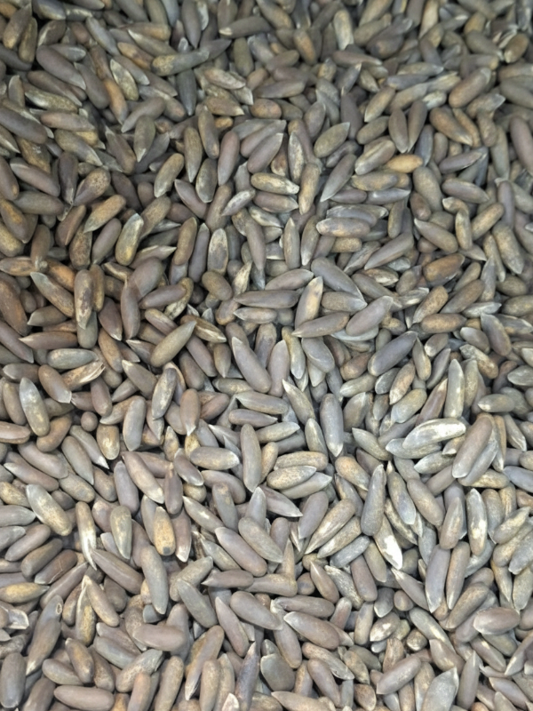 Pinjenötter från Afghanistan bästa kvalitet